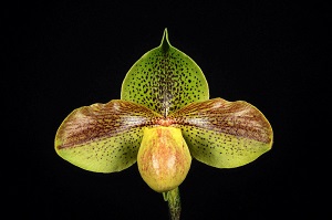 Paphiopedilum Action Central Skyscraper HCC 78 pts.